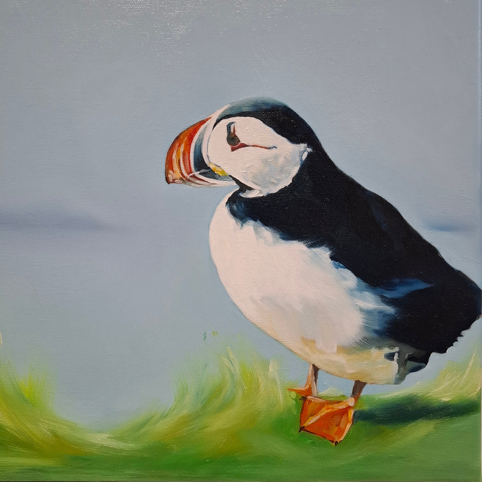 One puffin on grassy bank looking out to land on the horizon 