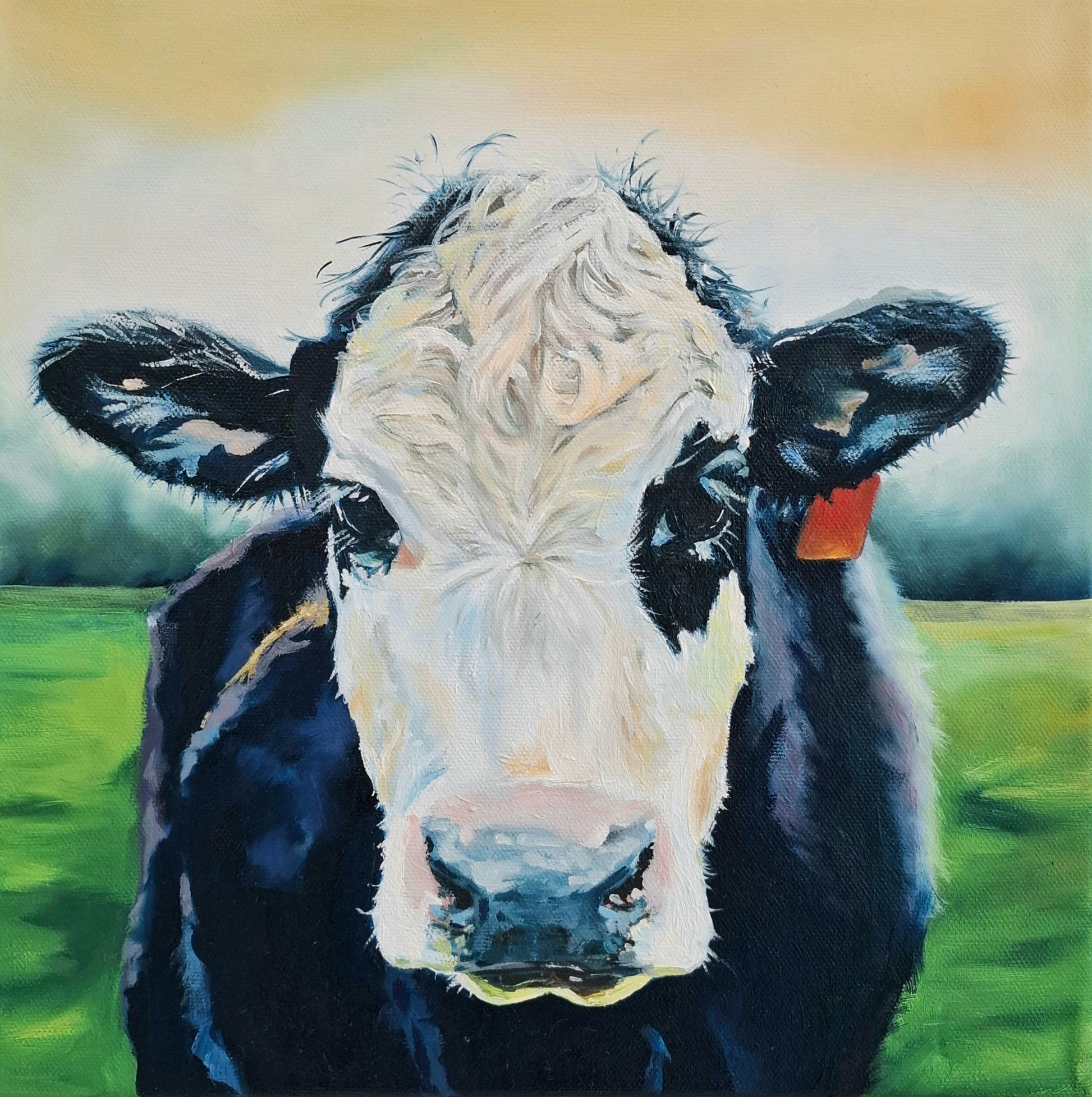 Close up of black cow with white face, looking straight at camera. Black patch over right eye.  Trees out of focus in distance 