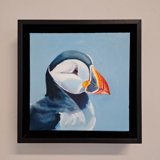 Puffin close up showing head and shoulders on a blue background 